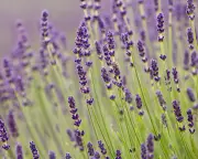 Purple reigns as British gardeners' favourite colour, RHS study finds
