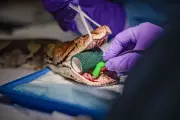 Python named after Jodie Foster gets human cancer treatment in world first