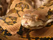 Python swallows woman whole as she walks to work