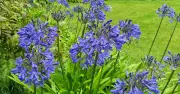 Quick Fix to Keep Agapanthus Blooms Upright in August