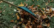 Rake autumn leaves in September to keep lawns healthy through winter