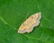 Rare Dark Bordered Beauty Moth Found in Northumberland