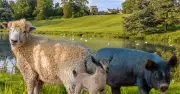 Rare Farm Animals Take Centre Stage at Blenheim Palace Mini Farm