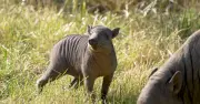 Rare 'grapefruit with legs' pig-deer born at Chester Zoo