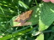 Rare moth colony discovered at Northumberland National Trust estate