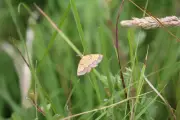Rare moth found at National Trust estate after 70-year absence
