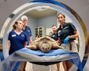 Rare sea turtle recovers after 5,000-mile trek from Wales to Texas
