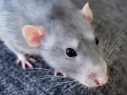 Rats Avoid Homes with £1.20 Kitchen Staple