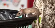 Rats can invade bins if you make 1 error when storing rubbish