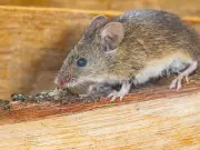 Rats deterred with vinegar and peppermint oil mix, experts say