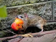 Rats flee gardens at one sniff of onions, experts say