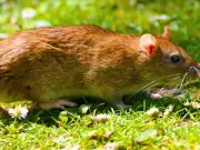Rats flee gardens from smell of onions and garlic, pest expert says