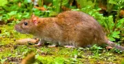 Rats flee gardens when they smell 1 natural food item they cannot stand