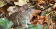 Rats flee gardens with one natural item: peppermint oil