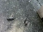 Rats plague Stretford flats for six months, residents say