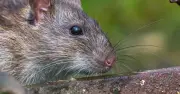 Rats Repelled from Home and Garden with £1 Kitchen Staple Cayenne Pepper