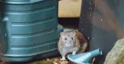 Rats vanish from gardens after one smell of common kitchen staple