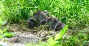 Rats will 'stay far away' if you plant these 3 herbs in your garden