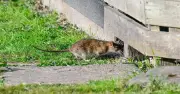 Rats will steer clear of gardens if £3 homemade spray is used