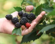 Record heatwaves boost UK berry harvest to record levels