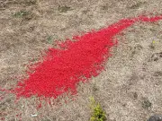 Red pellets removed from Llanelli park after dog walker alert