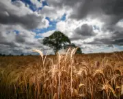 Reform UK's Richard Tice Wrong on Climate and Economy, Says Larry Elliott