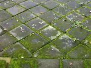 Remove patio moss and algae with 59p baking soda trick