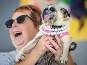 Rescue Pug Jinny Lu Wins 2026 World's Ugliest Dog Contest