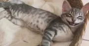 Rescued drainpipe kitten seeks loving UK forever home