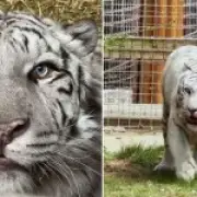 Rescued war-zone tiger Aleks takes first steps on grass