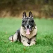 Retired police dog stabbed twice still caught attacker