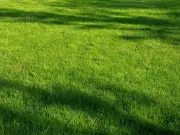 Revive Brown Lawns in 3 Easy Steps After UK Heatwave