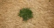 Revive Brown Lawns with Coffee Grounds: Natural Boost