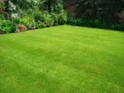 Revive brown lawns with simple screwdriver test