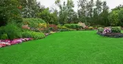 Revive brown lawns with the simple screwdriver test