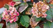 Revive drooping hydrangeas with one simple task now