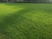 Revive yellow lawns with simple 'screwdriver test' for green grass