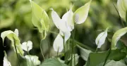 Revive Yellow Peace Lilies Fast: Expert’s 2 Simple Tasks