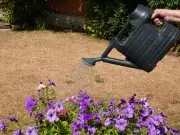 RHS expert: Don't give up on heat-damaged gardens