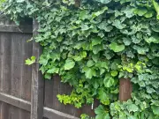 RHS warns of legal trap homeowners face trimming overhanging ivy