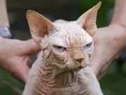 Rise of 'Frankenstein' designer cats causing lifelong suffering, warn experts