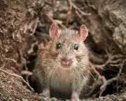Rising rat populations: a global headache and possible solutions