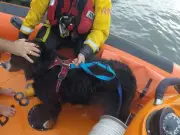 RNLI rescues man and dog after pet jumps seawall in Edinburgh