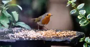 Robins in your garden daily with one simple bird feeder tweak