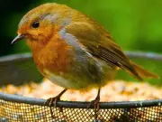 Robins more likely to visit your garden if you do 1 task before August ends
