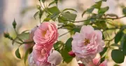 Roses and tomatoes thrive with Epsom salt watering trick in August