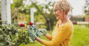 Roses bloom bigger with coffee grounds before September, experts say