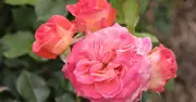 Roses expert shares 'best way' to save struggling blooms in a heatwave