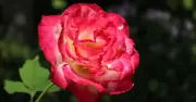 Roses never weaken in summer if you do 1 simple 5-second task now