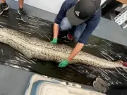 Rosie Moore's Python Necropsy Reveals 5-Foot Alligator